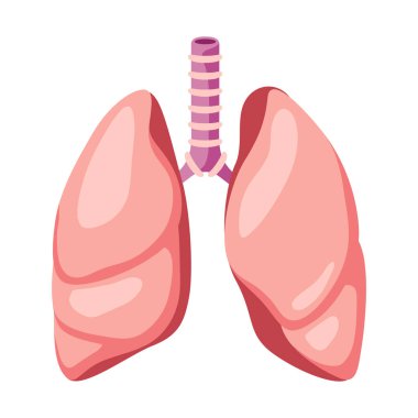 Ciğerlerin iç organın görüntüsü. İnsan vücudu anatomisi. Sağlık ve Tıp Eğitimi ikonu.