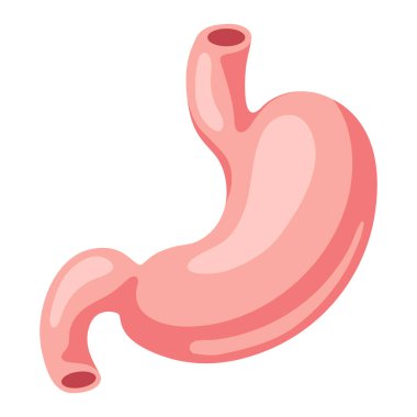 Mide iç organının yansıması. İnsan vücudu anatomisi. Sağlık ve Tıp Eğitimi ikonu.