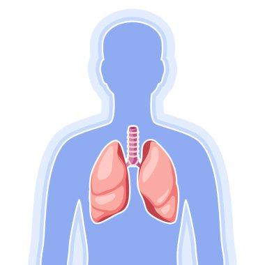 Akciğerleri ve iç organları olan bir resim. İnsan vücudu anatomisi. Sağlık ve tıp eğitimi imajı.