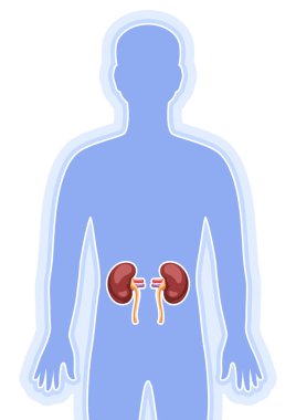 Kalp böbrek organı ile ilgili bir resim. İnsan vücudu anatomisi. Sağlık ve tıp eğitimi imajı.