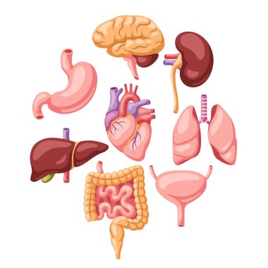 İç organları olan bir arka plan. İnsan vücudu anatomisi. Sağlık ve tıp eğitimi tasarımı.