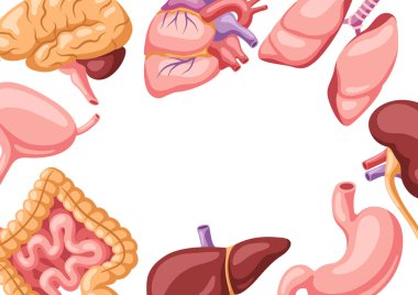 İç organları olan bir arka plan. İnsan vücudu anatomisi. Sağlık ve tıp eğitimi tasarımı.