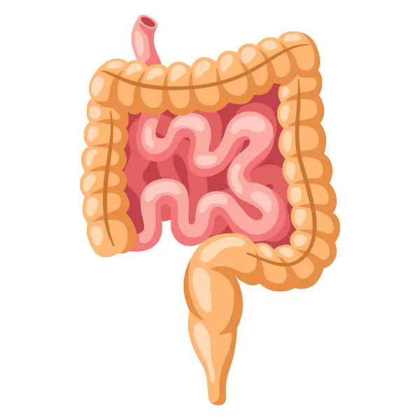 Bağırsak iç organının görüntüsü. İnsan vücudu anatomisi. Sağlık ve Tıp Eğitimi ikonu.