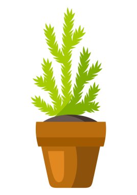 Saksıdaki ağaç tasviri. Kapalı ya da bahçe bitkisi. Doğal biçimlendirilmiş görüntü.