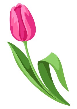 Illustration of tulip flower. Beautiful decorative spring plant. Natural image.