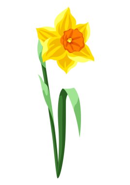 Illustration of daffodil flower. Beautiful decorative spring plant. Natural image.