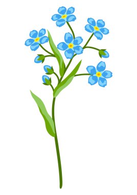 Illustration of forget me not flower. Beautiful decorative spring plant. Natural image.