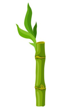 Yeşil bambu sapı ve yaprakların resmi. Tropik ormanın dekoratif egzotik bitkileri. Doğal görüntü.