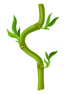 Yeşil bambu sapı ve yaprakların resmi. Tropik ormanın dekoratif egzotik bitkileri. Doğal görüntü.