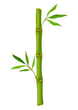 Yeşil bambu sapı ve yaprakların resmi. Tropik ormanın dekoratif egzotik bitkileri. Doğal görüntü.