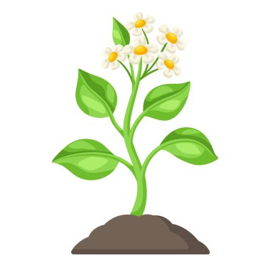 Toprakta çiçekleri olan genç yeşil bir bitki. Tarım ekimi illüstrasyonu. Mevsimlik tarla imajı.