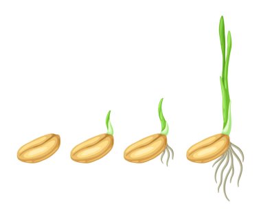 Tohum ekme aşamaları. Tarım ekimi illüstrasyonu. Mevsimlik tarla imajı.