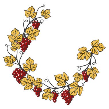 Yapraklı ve üzümlü sarmaşık çerçevesi. Restoranlar ve barlar için şarap imgesi. İş ve tarım ürünleri.