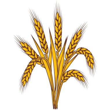 Bir demet buğday. Arpa ya da çavdardan yapılmış doğal altın kulaklı tarım imajı.