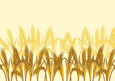 Buğdaylı arka plan. Arpa ya da çavdardan yapılmış doğal altın kulaklı tarım imajı.