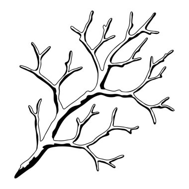 Kuru bir dalın resmi. Dekoratif doğal dal. Sonbahar ya da kış bitkisi.