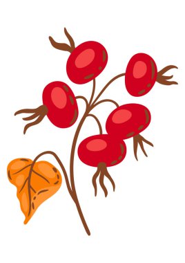 Gül kalçalı bir dal tasviri. Mevsimlik sonbahar bitkisinin resmi.