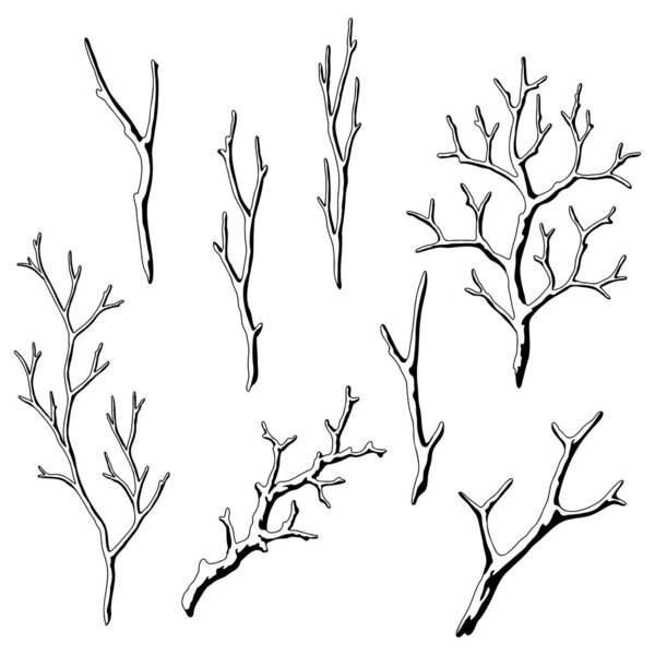 Set of dry bare branches. Decorative natural twigs. Autumn or winter illustration.