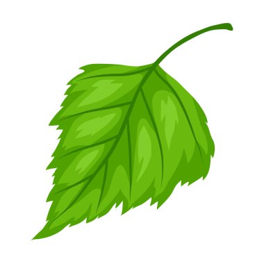 Bahar huş yaprağı tasviri. Güzel dekoratif doğal bitki.