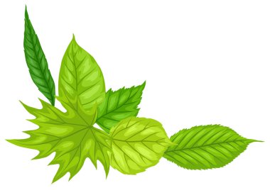 Bahar yapraklı arka plan. Güzel dekoratif doğal yapraklar..