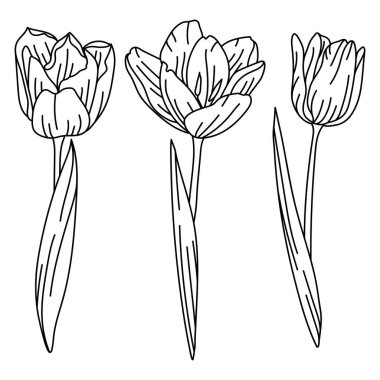 Lale çiçeği seti. Güzel dekoratif bitkiler. Doğal illüstrasyon.