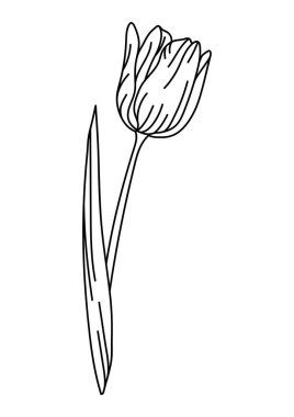 Lale çiçeğinin resmi. Güzel dekoratif bitki. Doğal görüntü.