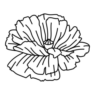 Haşhaş çiçeği tasviri. Güzel dekoratif bitki. Doğal görüntü.