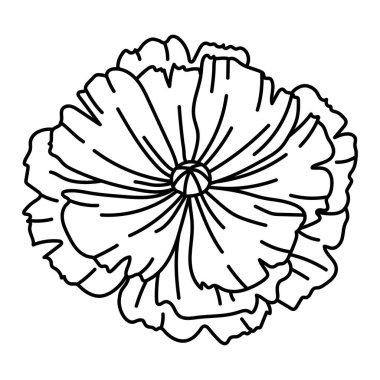 Haşhaş çiçeği tasviri. Güzel dekoratif bitki. Doğal görüntü.