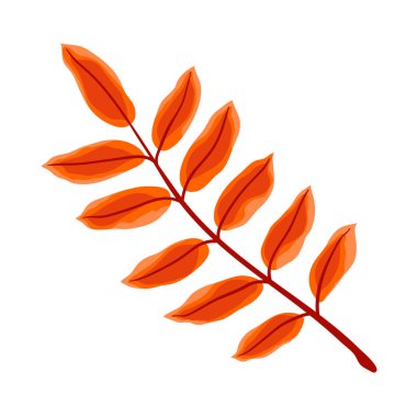 Rowan yaprağı tasviri. Dekoratif güzel sonbahar yaprakları.