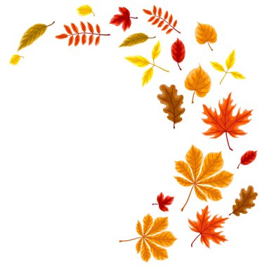 Sonbahar yapraklı arka plan. Çeşitli yeşilliklere sahip bir resim. Dekoratif güzel yapraklar..