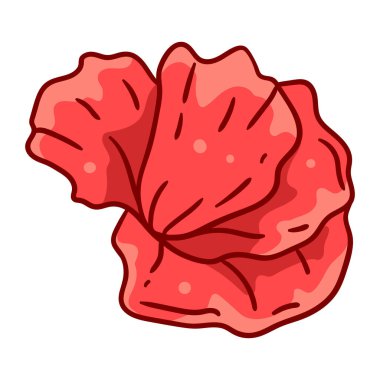 Haşhaş çiçeği tasviri. Güzel dekoratif bitki. Doğal görüntü.