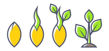 Tohum filizlenmesinin aşamaları. Tarım, tarım ve tohum yetiştirme. Mevsimlik bahçıvanlık.