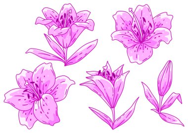 Zambak çiçeği seti. Güzel dekoratif bitki. Doğal görüntü.