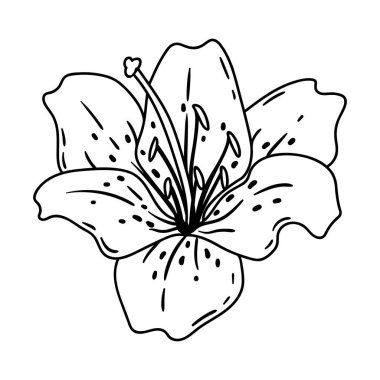 Zambak çiçeği tasviri. Güzel dekoratif bitki. Doğal görüntü.