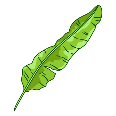 Muz palmiyesi yaprağı tasviri. Tropikal yeşillik ve bitkinin dekoratif görüntüsü. Doğrusal doku.