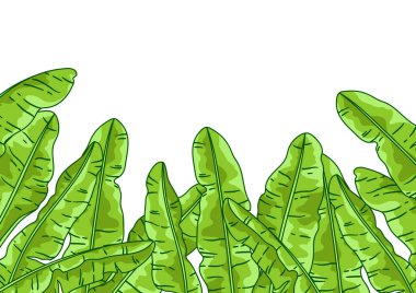 Arka planda muz palmiyesi yaprakları var. Tropikal yeşillik ve bitkilerin dekoratif görüntüsü. Doğrusal doku.