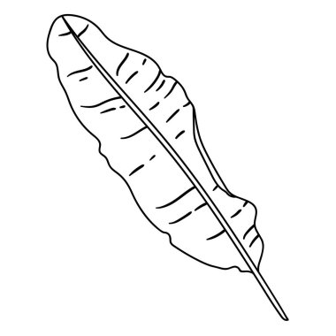 Muz palmiyesi yaprağı tasviri. Tropikal yeşillik ve bitkinin dekoratif görüntüsü. Doğrusal doku.