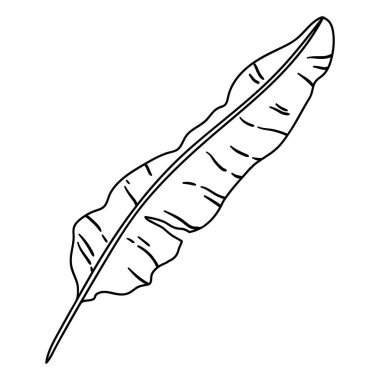 Muz palmiyesi yaprağı tasviri. Tropikal yeşillik ve bitkinin dekoratif görüntüsü. Doğrusal doku.