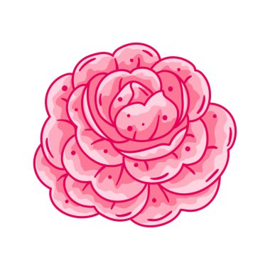 Kamelya çiçeğinin resmi. Güzel dekoratif bitki. Doğal görüntü.