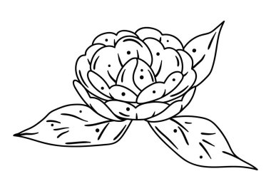 Kamelya çiçeğinin resmi. Güzel dekoratif bitki. Doğal görüntü.