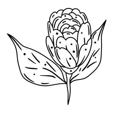 Kamelya çiçeğinin resmi. Güzel dekoratif bitki. Doğal görüntü.