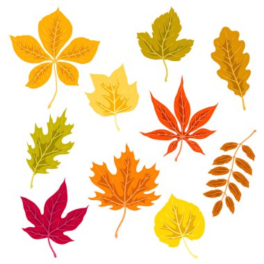 Sonbahar yaprakları. Çeşitli yeşilliklerin tasviri. Dekoratif güzel bitkiler.