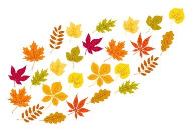 Sonbahar yapraklı arka plan. Çeşitli yeşilliklere sahip bir resim. Dekoratif güzel bitkiler.