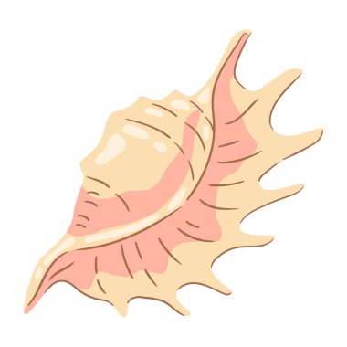 Deniz kabuğu tasviri. Tropik sualtı dekoratif yumuşakça kabuğu.