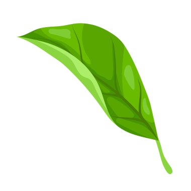 Yaprak tasviri. Bahar ya da yaz stilize yapraklar. Mevsimlik bitki görüntüsü.