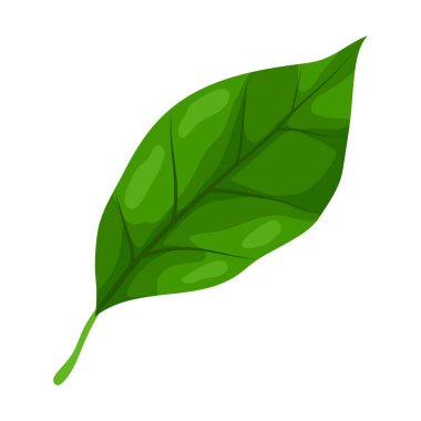 Yaprak tasviri. Bahar ya da yaz stilize yapraklar. Mevsimlik bitki görüntüsü.