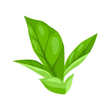 Yaprak tasviri. Bahar ya da yaz stilize yapraklar. Mevsimlik bitki görüntüsü.