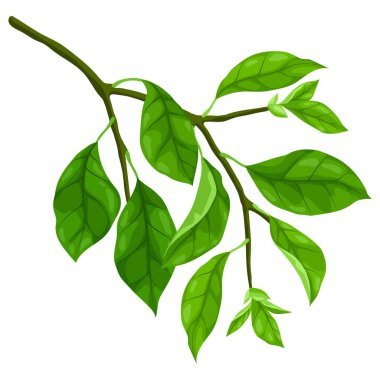 Yapraklı dalın tasviri. Bahar ya da yaz stilize yapraklar. Mevsimlik bitki görüntüsü.