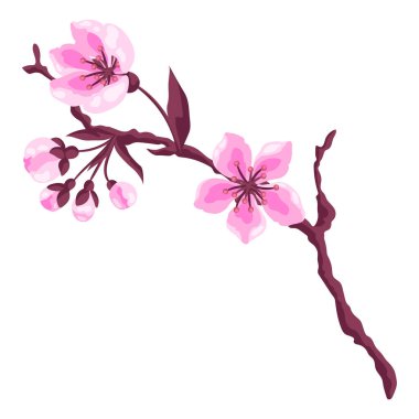 Çiçekli dalın tasviri. Elma, sakura veya kiraz çiçeği. Güzel dekoratif çiçek açan bitki.