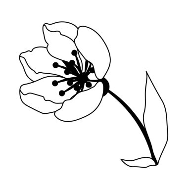 Bahar çiçeği tomurcuğunun resmi. Elma, sakura veya kiraz çiçeği. Güzel dekoratif çiçek açan bitki.